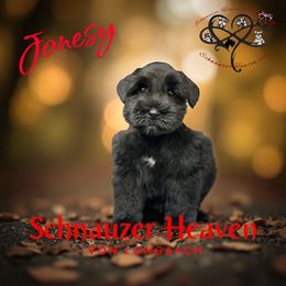 Jonesy AKC - Black male Miniature Schnauzer puppy in Pelzer, South Carolina from Schnauzer Heaven Von Longbach