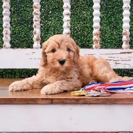 Australian Labradoodle Puppies from New England Labradoodles