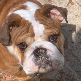 Assorted Doodle Crosses, Australian Shepherds, Bernedoodles, Bulldogs, and French Bulldogs from Millennium Farms