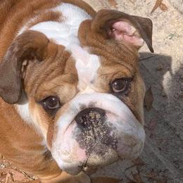 Assorted Doodle Crosses, Australian Shepherds, Bernedoodles, Bulldogs, and French Bulldogs from Millennium Farms