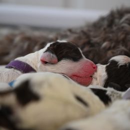 Lagotto Romagnolo Puppies from Northwest Lagotto