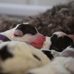 Lagotto Romagnolo Puppies from Northwest Lagotto