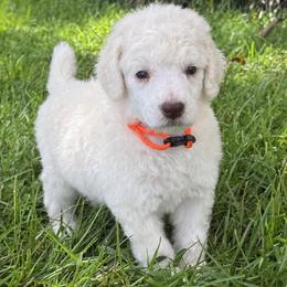 (Cross) Orange Collar Male - White male Poodle puppy in Screven, Georgia from Dreamland Standard Poodles