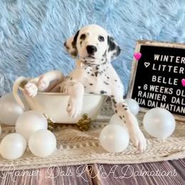 Belle - White and black female Dalmatian puppy in Joshua, Texas from Rainier DALS LUA Dalmatians