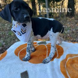 Jasmine - Black and white female German Shorthaired Pointer puppy in Dugspur, Virginia from Pilgrims Trails Shorthairs