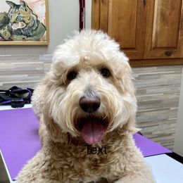 Annie - Goldendoodle