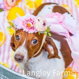 Mollie - Dachshund