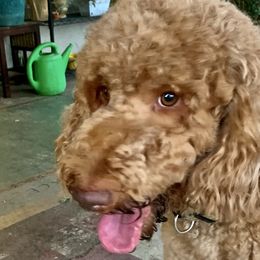 Iris - Labradoodle
