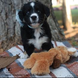 Pearl Black Tri Female - Black tri female Miniature Australian Shepherd puppy in Nacogdoches, Texas from TK Standard, Mini, & Toy Aussies
