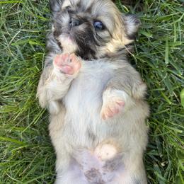 Loretta Licks - Fawn sable female Pekingese puppy in Grass Valley, California from Northridge Pekingese