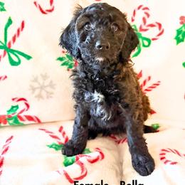 Bella - Chocolate and White - Female - Chocolate female Goldendoodle puppy in Wickenburg, Arizona from Gentle Paw Goldendoodles