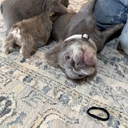 Roxy - French Bulldog