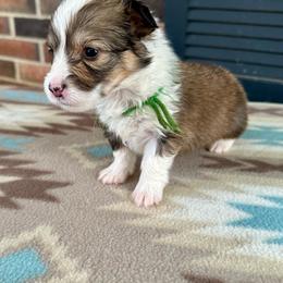 Green Collar Boy Basil - Red male Pembroke Welsh Corgi puppy in Paris, Kentucky from Flat Run Corgis