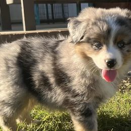 Miniature Australian Shepherds from A&L Farms