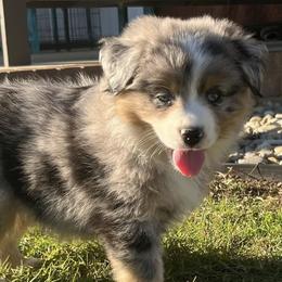 Miniature Australian Shepherds from A&L Farms