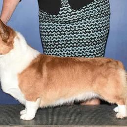 Cardigan Welsh Corgis and Dachshunds from Baledwr Kennels