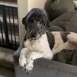Memphis - Poodle