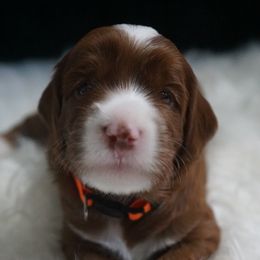 Armani - Red male Labradoodle puppy in Fontana, California from Glory Labradoodle’s
