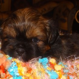 AKC LOUISE - Red gold female Lhasa Apso puppy in Fort Washington, Maryland from GyanGanj Lhasa Apso