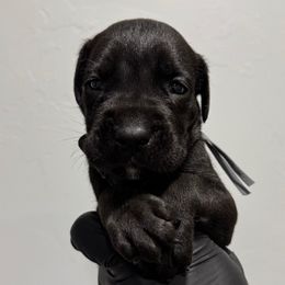 Female 1 - Black female Cane Corso puppy in Cashion, Oklahoma from APEXOK Cane Corsos LLC