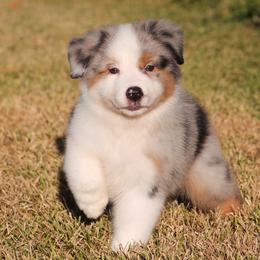 Huck - Blue merle male Miniature American Shepherd puppy in Palacios, Texas from Coastal’s Miniature American Shepherds