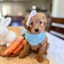 Lulu - Red  female Goldendoodle puppy in Sulphur, Louisiana from Curly Q’s Of Carlyss