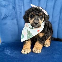 Elphaba - Phantom female Poodle puppy in Bellville, Ohio from Cedar Ridge Standard Poodles