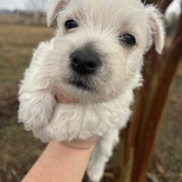 Green boy - White male West Highland White Terrier puppy in Cullman, Alabama from Twin Lake Westies
