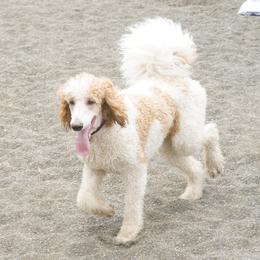 Poodle puppies from Furball Forest Poodles