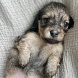 Arwen - Cream female Dachshund puppy in Woodburn, Oregon from Primo Dachshunds