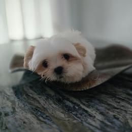 Snow ball - Cream and white male Shih Tzu puppy in Hialeah, Florida from Shih Tzu Miami