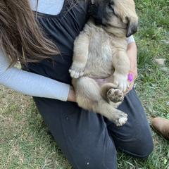 Anatolian Shepherd Dog Puppies from Carolina Landstock