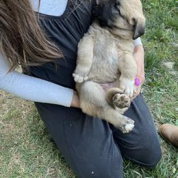 Anatolian Shepherd Dog Puppies from Carolina Landstock