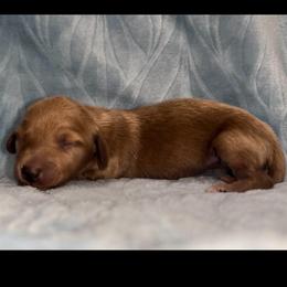 Eleanor - Red female Dachshund puppy in Pilot Point, Texas from Diamond B Doxies