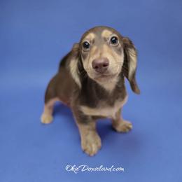 Maximus - Chocolate and cream male Dachshund puppy in Oklahoma City, Oklahoma from OkieDoxieland Dachshunds