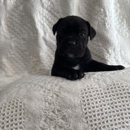 Chip (chocolate chip) - Black female Cane Corso puppy in Utah from 3Lake Kennelz