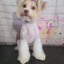 Harlow - Yorkshire Terrier