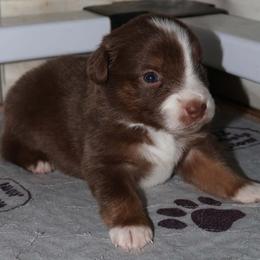 Boy 6 - Red & white male Miniature American Shepherd puppy in Rensselaerville, New York from Callen Kennels