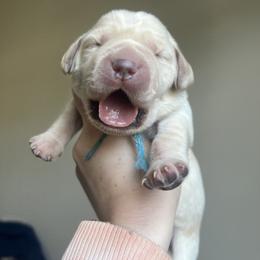 Doberman Pinscher and Labrador Retriever Puppies from GFD Retrievers & Dalla Grazia Dobermans