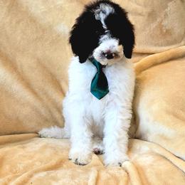 Maui - Fawn and white male Sheepadoodle puppy in Heyburn, Idaho from Royal T Acres