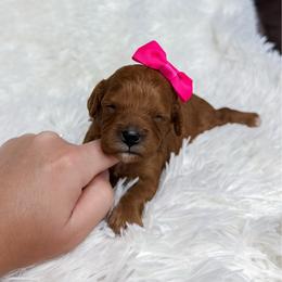 Polly - Apricot female Cavapoo puppy in Reeds Spring, Missouri from As Good As Goldendoodles and more