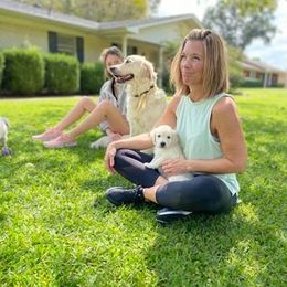 Golden Retriever Puppies from Golden Dust Retrievers