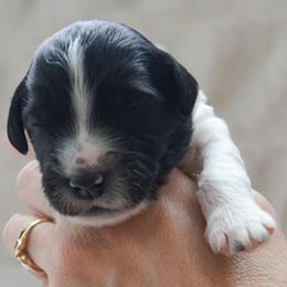 Dogwood - Parti male Goldendoodle puppy in Lancaster, Pennsylvania from Doodles in the Skye