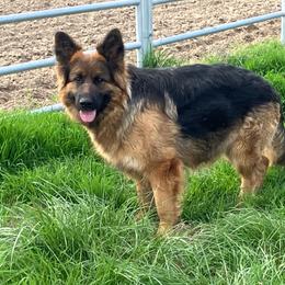 Sheba - German Shepherd