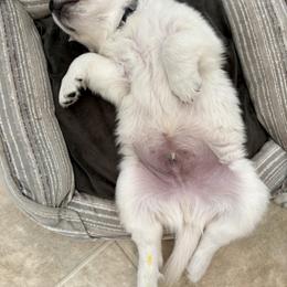 Golden Retriever Puppies from Suncoast Goldens
