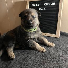 German Shepherd Puppies from Janices AKC German Sheperds LLC