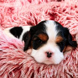 Oakley - Tri-color female Cavalier King Charles Spaniel puppy in Conroe, Texas from CURTIS CAVALIERS