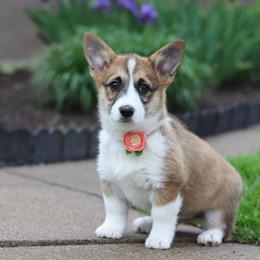 Willow - White and fawn female Pembroke Welsh Corgi puppy in Sugarcreek, Ohio from Admar Canines