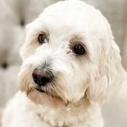 Sandy - Goldendoodle