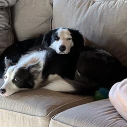Border Collies from BS Farms